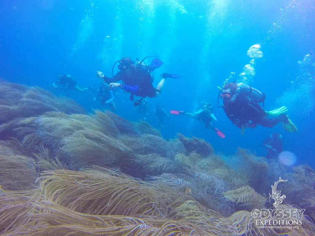 Windward Adventure